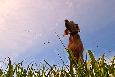 adult tan short coated dog on grass field thumbnail