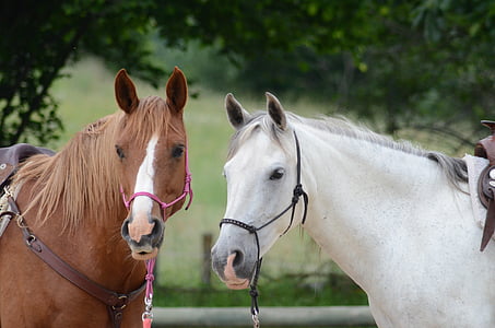 selective focus photography of two white and brown horses thumbnail