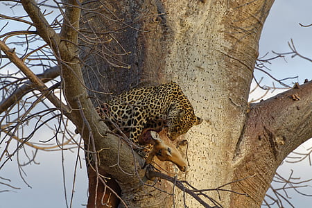 brown giraffe thumbnail