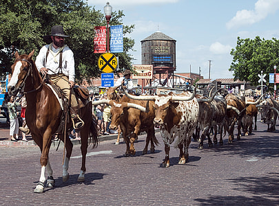 man riding horse with bull parade thumbnail