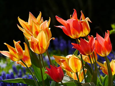yellow and red petaled flowers thumbnail