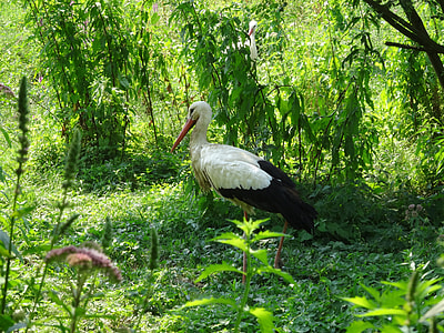 black and white bird standing on grass field at daytime thumbnail