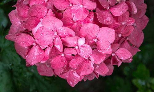 pink periwinkle thumbnail