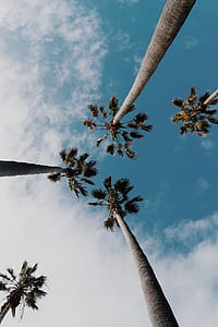 low angle photography of coconut palm trees under white and blue sky thumbnail