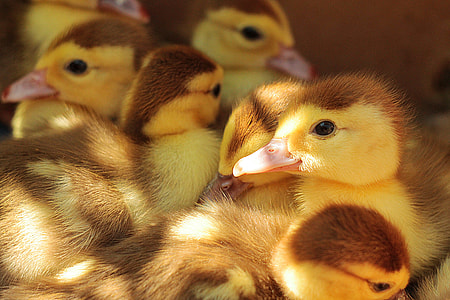 flock of ducklings thumbnail