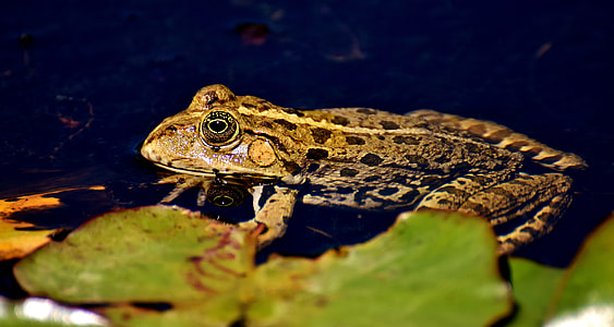 selective focus photography of frog thumbnail