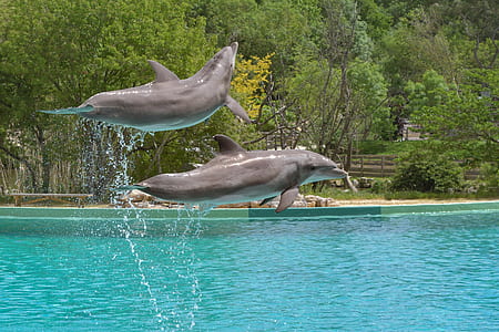 two grey dolphins above blue body of water near green leafed trees thumbnail