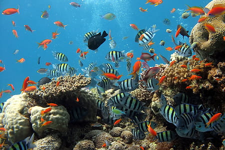 shoal of fish in sea thumbnail