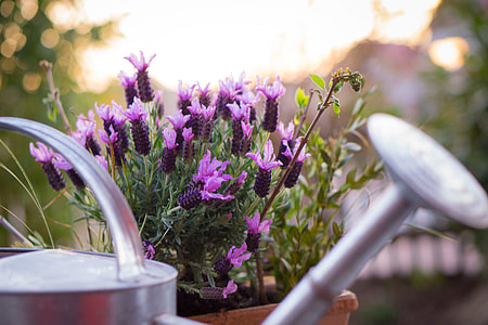 photo of purple petaled flower near stainless steel watering can during day time thumbnail