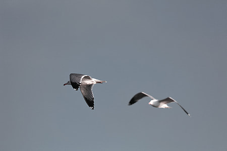 two white birds flying on sky thumbnail