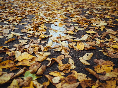 brown leafed plants on pavement thumbnail