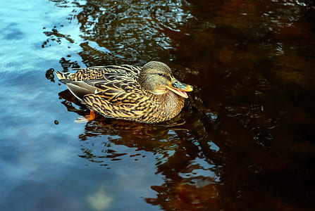 female Mallard duck in water thumbnail
