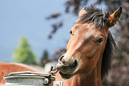 brown horse thumbnail