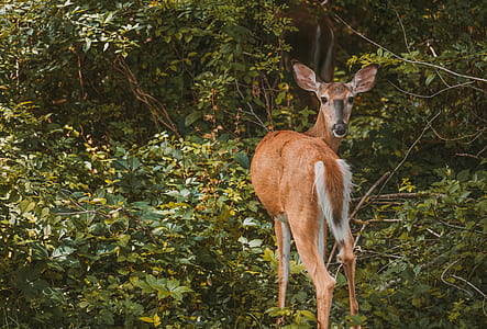brown deer walking on forest thumbnail