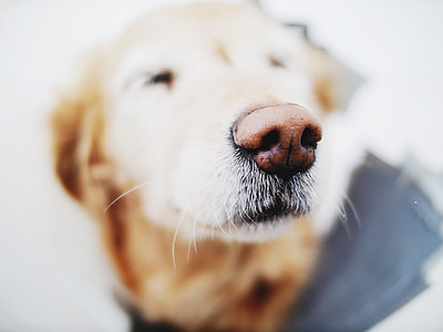 medium short-coated tan dog on selective focus photo thumbnail