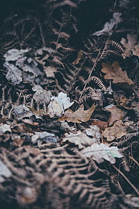 tilt-shift photography of dried leaves thumbnail