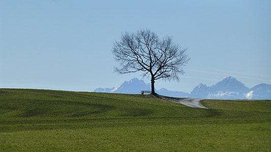 landscape photography of withered tree on hill during daytime thumbnail
