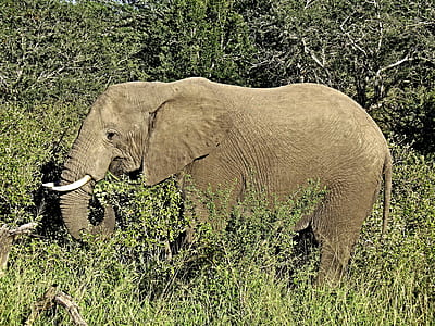 adult elephant eating green leaf plant during daytime thumbnail