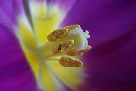 macro photograph of purple tulip in bloom thumbnail