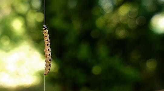 selective focus of brown caterpillar on nylon thumbnail