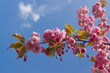 low-angle photography of pink flowering tree thumbnail