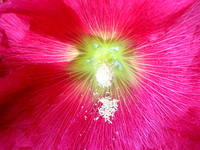 Pink Hollyhock with Pollen thumbnail