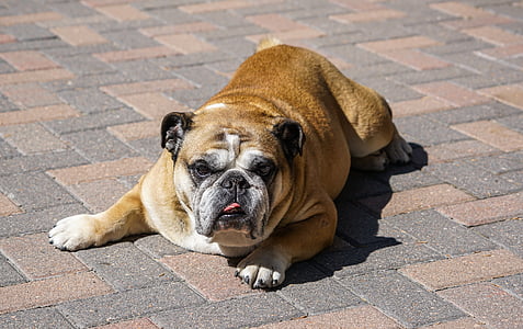 short-coated brown dog on floor thumbnail