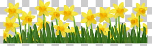 Daffodil , Grass with Daffodils , yellow daffodil flowers illustration PNG clipart