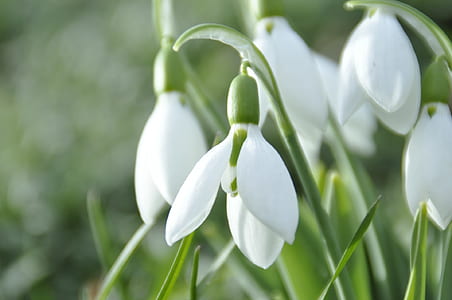 white petaled flowers thumbnail