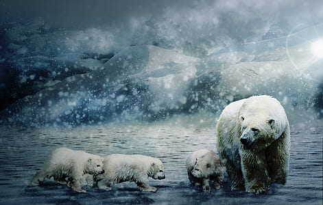 polar bear with babies in snow field thumbnail