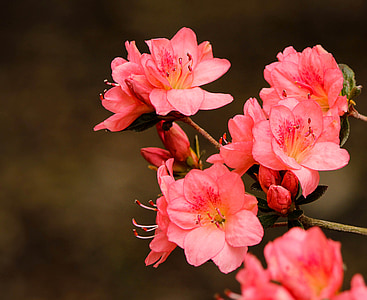 closeup of pink petaled flowers thumbnail
