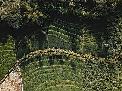 aerial photo of grass grass field near forest thumbnail