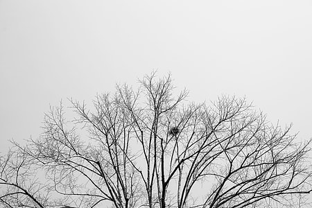 brown tree thumbnail