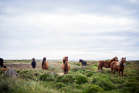 herd of horses on grass under stratus clouds thumbnail