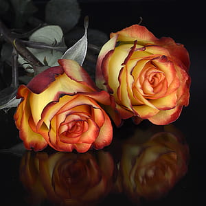 close-up photography of red-and-yellow rose flowers thumbnail