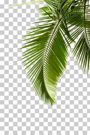 Arecaceae Leaf Tree Stock photography Plant, Palm leaves PNG clipart