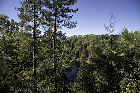 The forest and the Peshekee River at Van Riper State Park, Michigan thumbnail