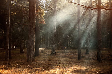 Forest thumbnail