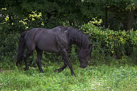 black horse walking on green grass during daytime thumbnail