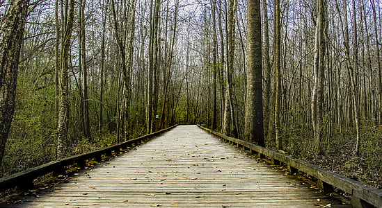 long wooden foot bridge across the woods thumbnail