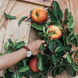 person's hand beside three apples with leaves thumbnail