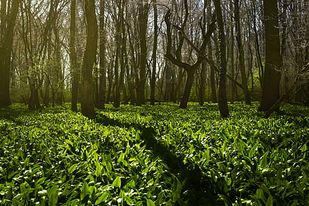 green leafed plants surrounded with bare trees thumbnail
