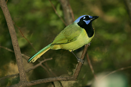 bird on tree stem thumbnail