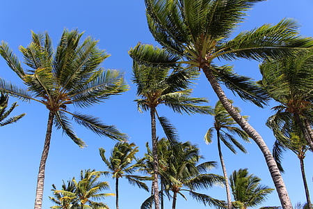 coconut trees thumbnail