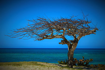 leafless tree nearby body of water thumbnail