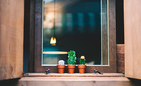 selective focus photograph of three cactus plants on brown planters near window thumbnail