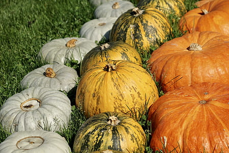 squash on grass field thumbnail