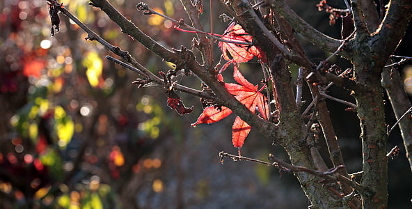 gray tree branch with red leaves thumbnail