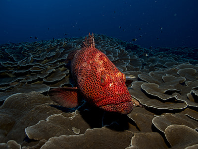 red and black polka-dot fish thumbnail