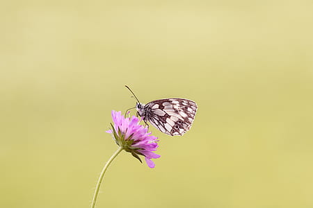 Brown Butterfly Perched on Pink Flower thumbnail